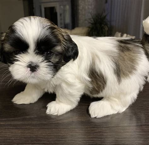 Join millions of people using Oodle to find puppies for adoption, dog and puppy listings, and other pets adoption. . Shih tzu puppies for sale in texas